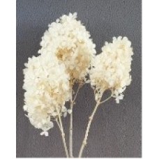 HYDRANGEA PEEGEE PRESERVED 16" Bleached-